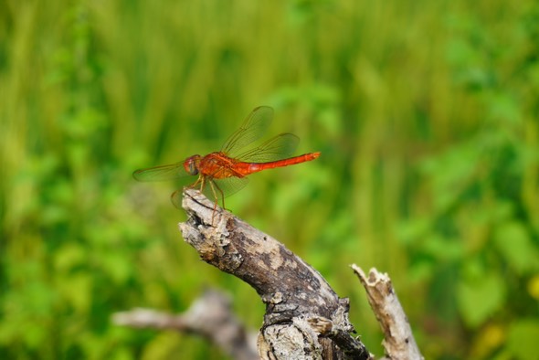 Foto dari Adi Fitrianto